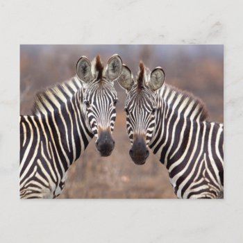 Plain Zebras  Kruger National Park Postcard by theworldofanimals at Zazzle