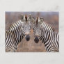 Plain Zebras, Kruger National Park Postcard