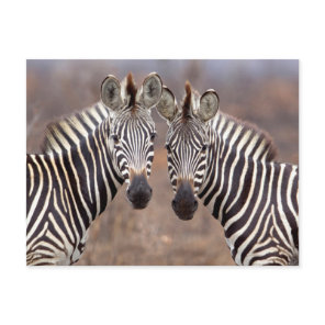 Plain Zebras, Kruger National Park Postcard