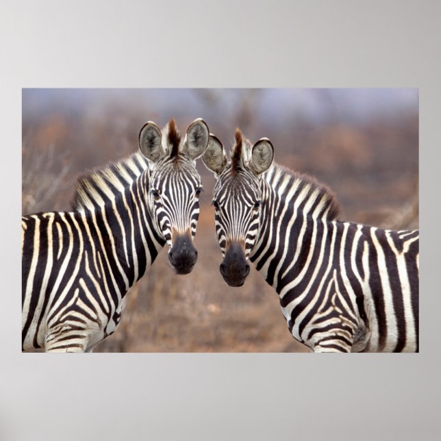 Plain Zebras, Kruger National Park Poster (Front)
