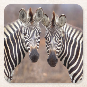 Plain Zebras, Kruger National Park Square Paper Coaster
