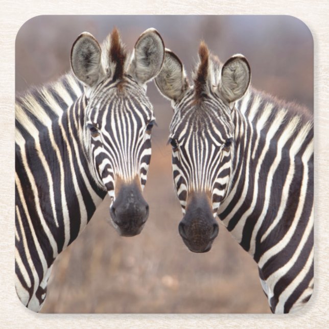 Plain Zebras, Kruger National Park Square Paper Coaster (Front)