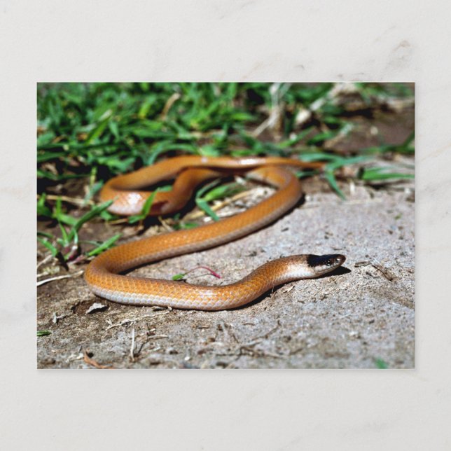 Plains Black-headed Snake Postcard (Front)