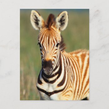 Plains Zebra (equus Quagga) Foal Portrait Postcard by theworldofanimals at Zazzle