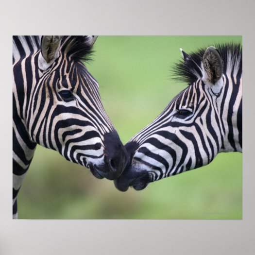 Plains zebra (Equus quagga) pair interacting Poster
