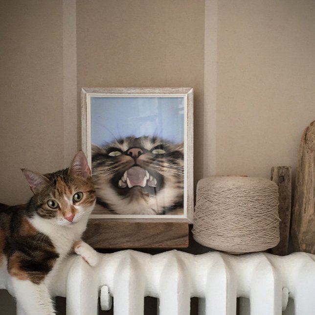 Plaintive Meow Of A Tabby Cat Acrylic Painting  Poster (Creator Uploaded)