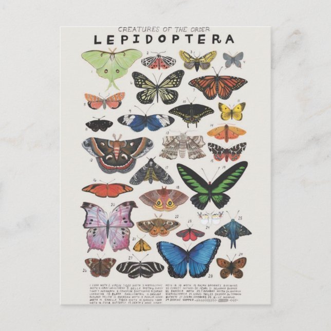 Planche papillon postcard (Front)