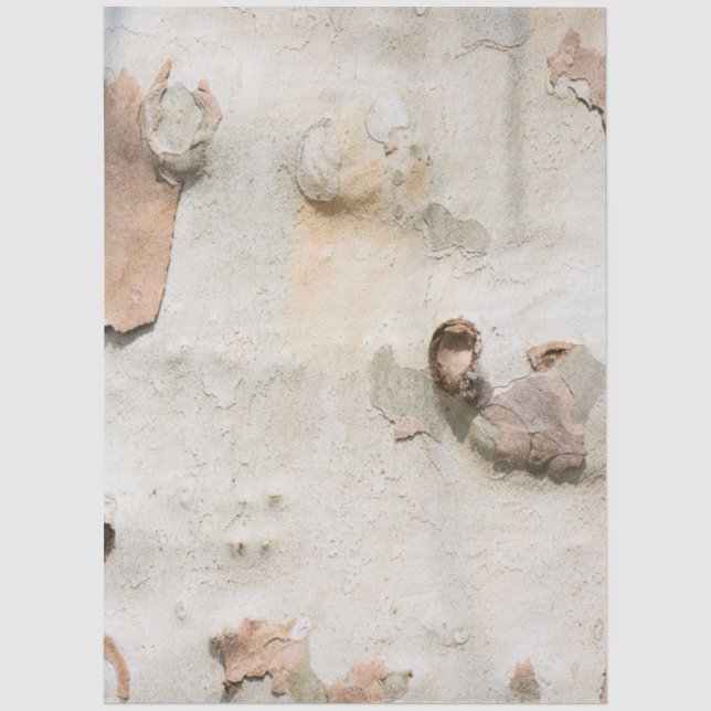 Plane tree camouflage looks bark pattern tissue paper (Front)