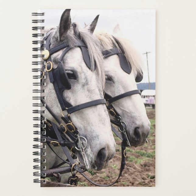 Planner Horse Photo Equine Percheron Tandem (Front)