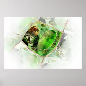 Plant Cell Poster by ScienceSpot at Zazzle