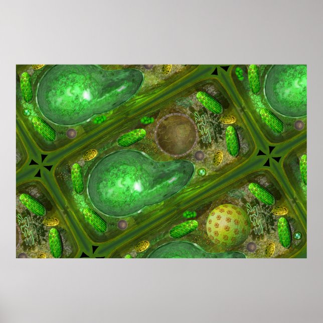 Plant Cells poster (Front)