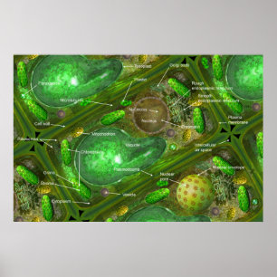 Plant Cells Poster