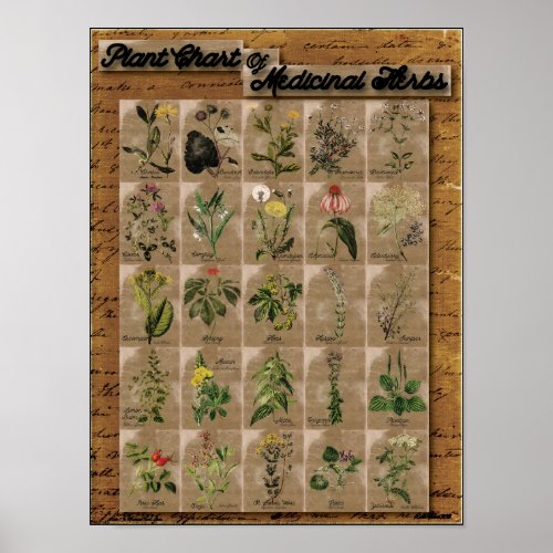 Plant Chart of Medicinal Herbs 1  24 x 20