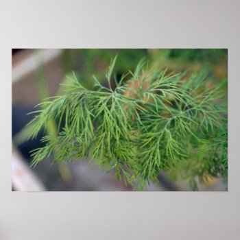 Plant Dill Poster by inspirelove at Zazzle