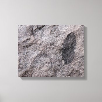 Plant Fossil 350 Million Yr. Old Photo Print by ScrdBlueCollectibles at Zazzle