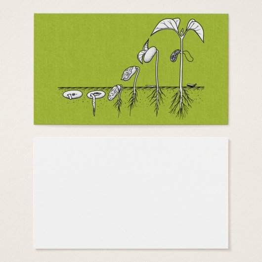 Plant Germination Illustration (Front & Back)