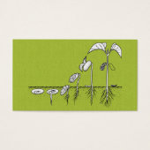 Plant Germination Illustration (Front)