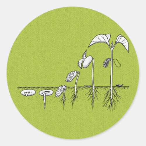 Plant Germination Illustration Classic Round Sticker