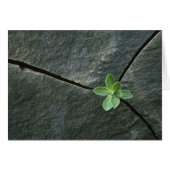 Plant Growing in Cracked Boulder (Front Horizontal)