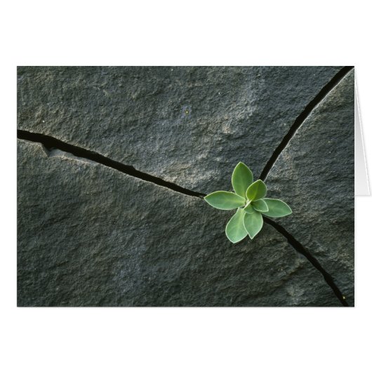 Plant Growing in Cracked Boulder (Front Horizontal)