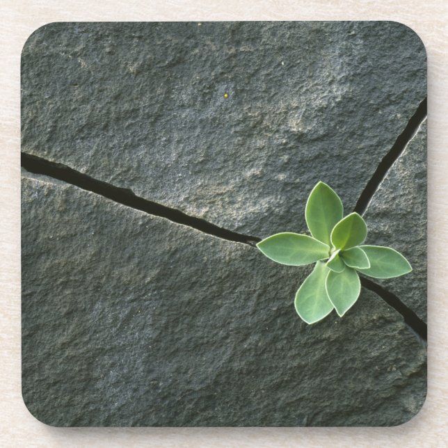Plant Growing in Cracked Boulder Beverage Coaster (Front)