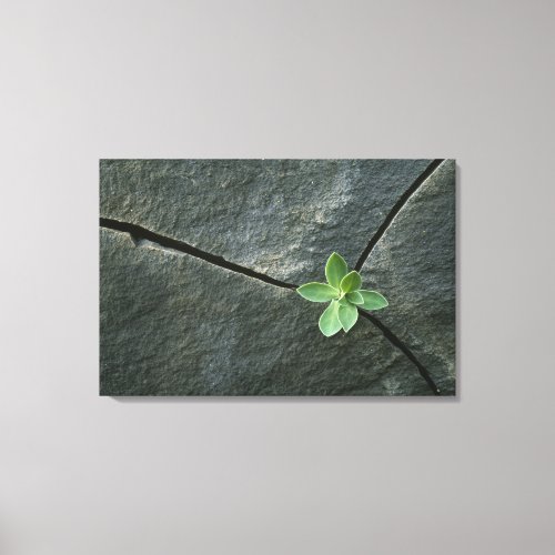 Plant Growing in Cracked Boulder Canvas Print