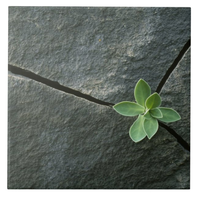 Plant Growing in Cracked Boulder Ceramic Tile (Front)