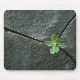 Plant Growing in Cracked Boulder Mouse Pad