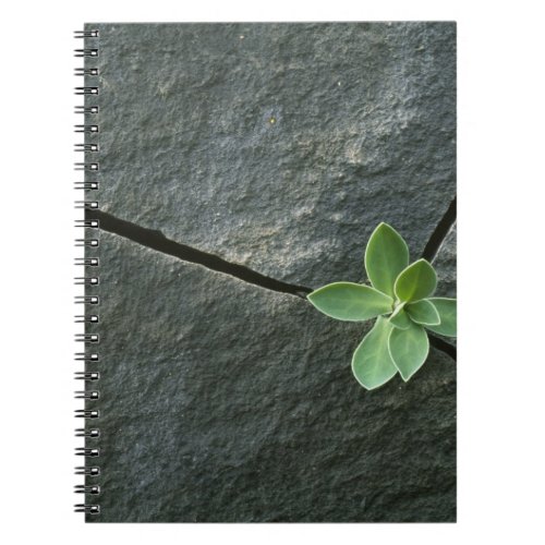 Plant Growing in Cracked Boulder Notebook