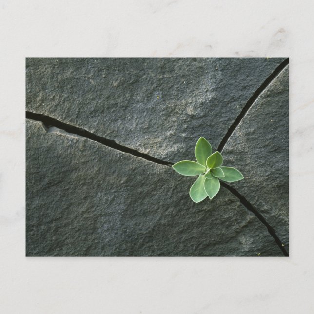 Plant Growing in Cracked Boulder Postcard (Front)