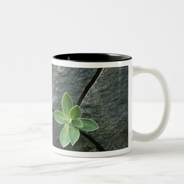 Plant Growing in Cracked Boulder Two-Tone Coffee Mug (Right)