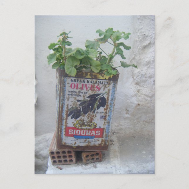 Plant Growing in Olive Tin, Naxos, Greece Postcard (Front)