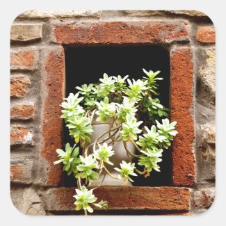 Plant in the Wall