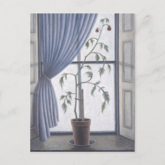 Plant in Window 2003 Postcard