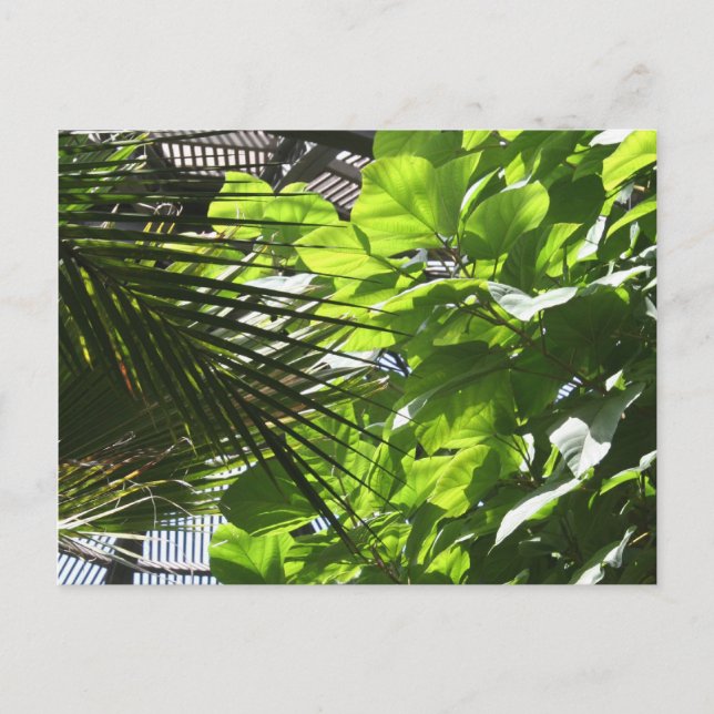 Plant Leaves against Louvers at Botanical Building Postcard (Front)