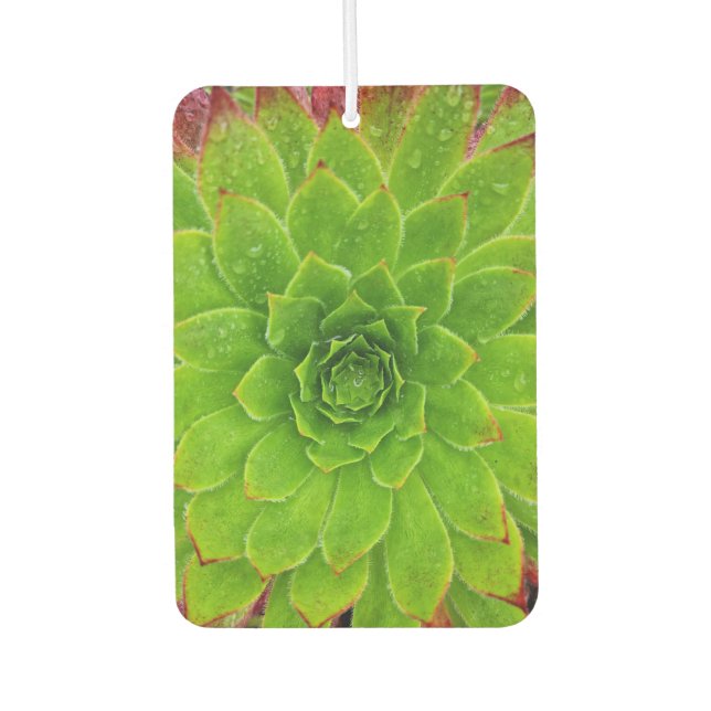 Plant Lover Aeonium Magic Air Freshener (Front)