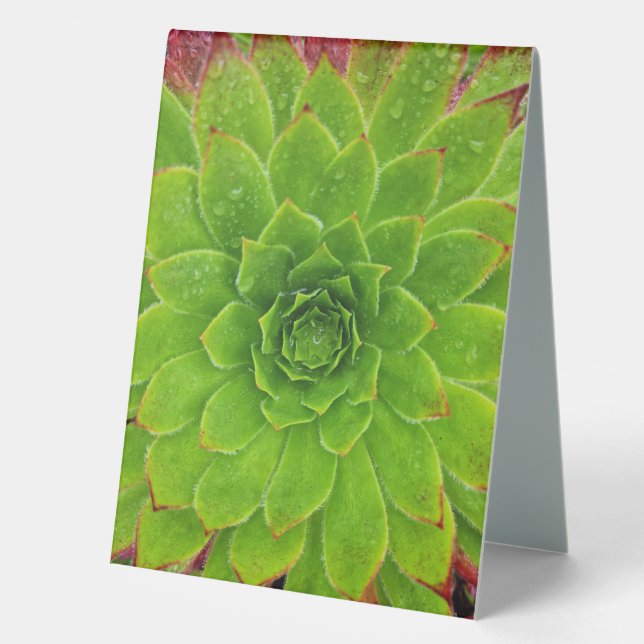 Plant Lover Aeonium Magic Table Tent (Front)