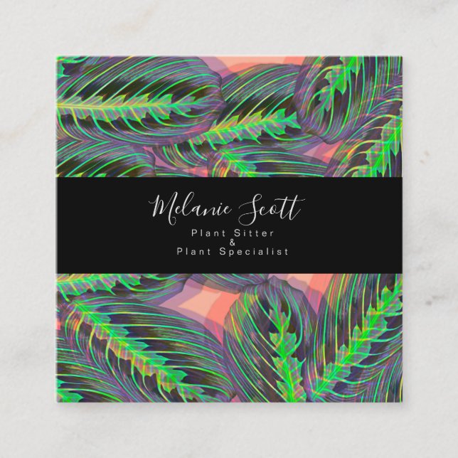 Plant Maranta Prayer Calathea Illustration Square Business Card (Front)