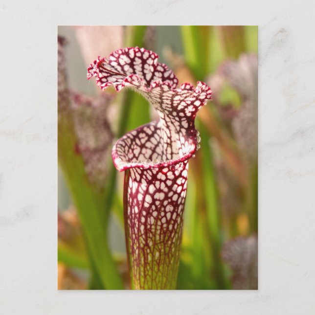 Plant - Pretty as a pitcher plant Postcard (Front)