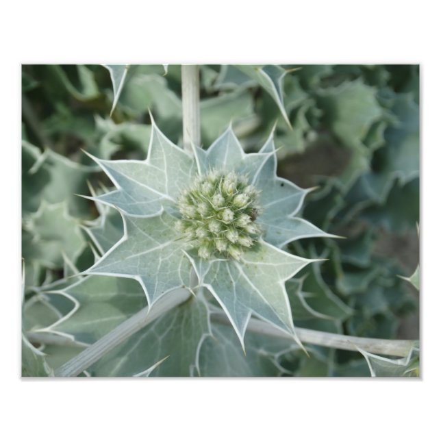 Plant Sea Summer  Professional Photo Paper (Satin) Print (Front)