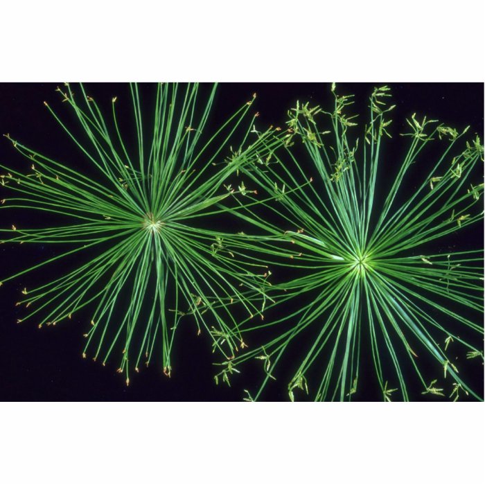 Plant Sedge Fireworks Photo Cutouts