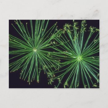 Plant Sedge Fireworks Postcard by inspirelove at Zazzle