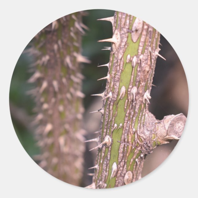 Plant Stem Thorns Nature Park Photography Classic Round Sticker (Front)