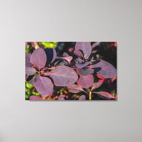 Plant with dark red leaves canvas print