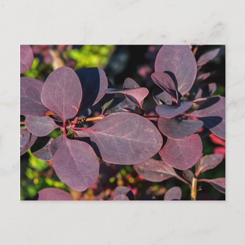Plant with dark red leaves holiday postcard