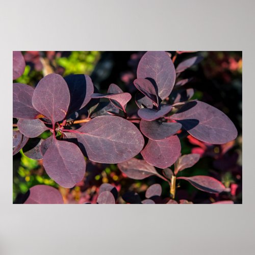Plant with dark red leaves poster