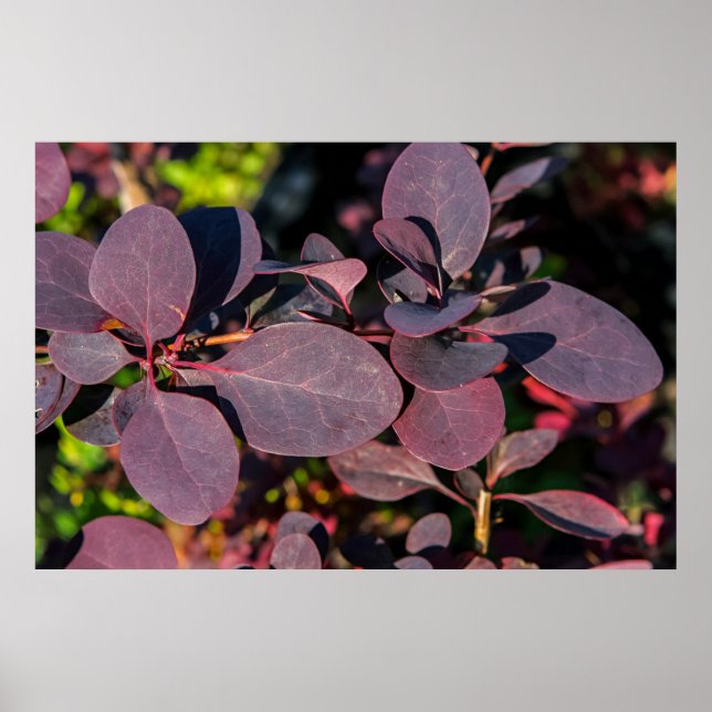 Plant with dark red leaves poster (Front)