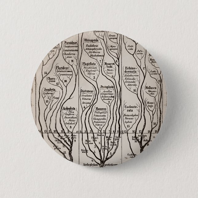 Plantae Protista Animalia Pinback Button (Front)