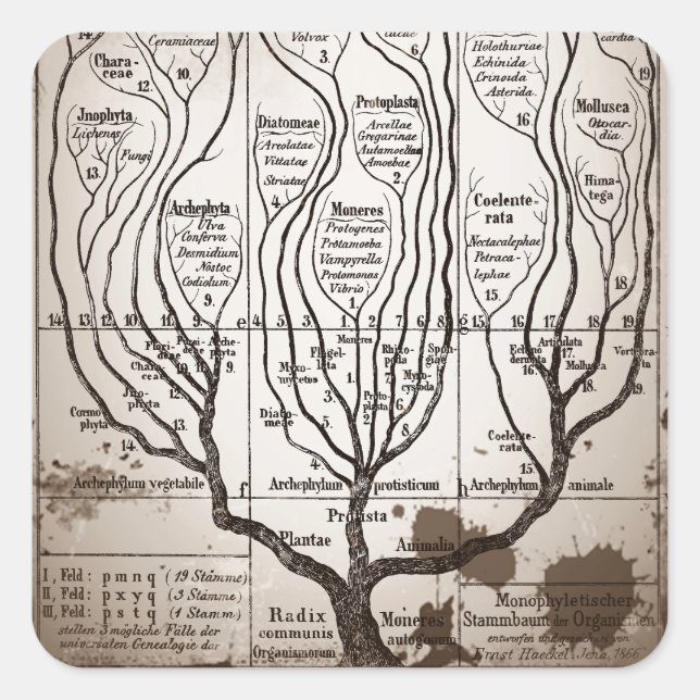 Plantae Protista Animalia Square Sticker (Front)