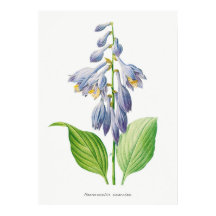 Plantain Lily Hosta Flower Botanical Vintage